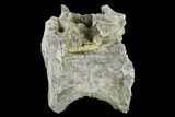 Bargain, Camarasaurus Dorsal Vertebra - Colorado #117955-8